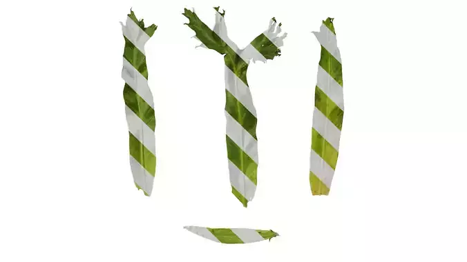 Anydrafts Asplenium nidus crissie Leaf 04