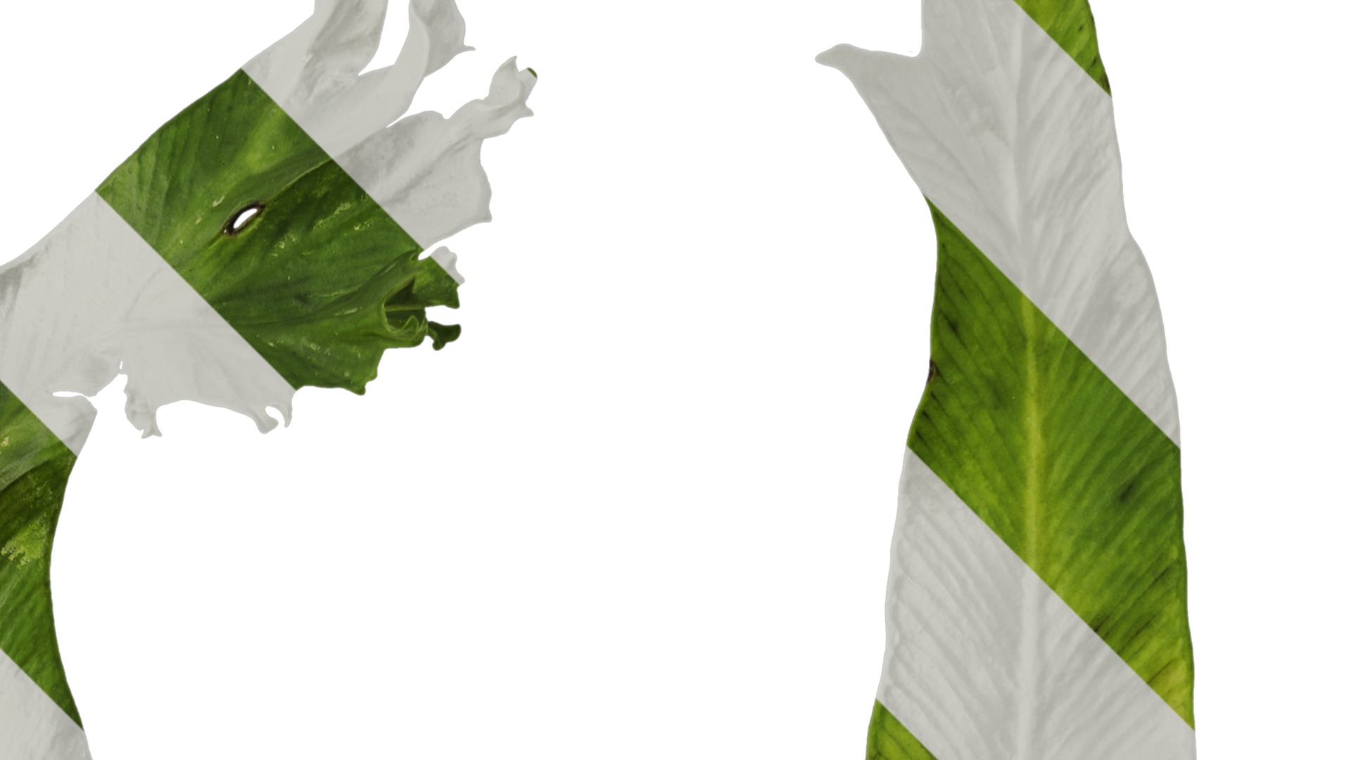 Anydrafts Asplenium nidus crissie Leaf 04 Texture_2