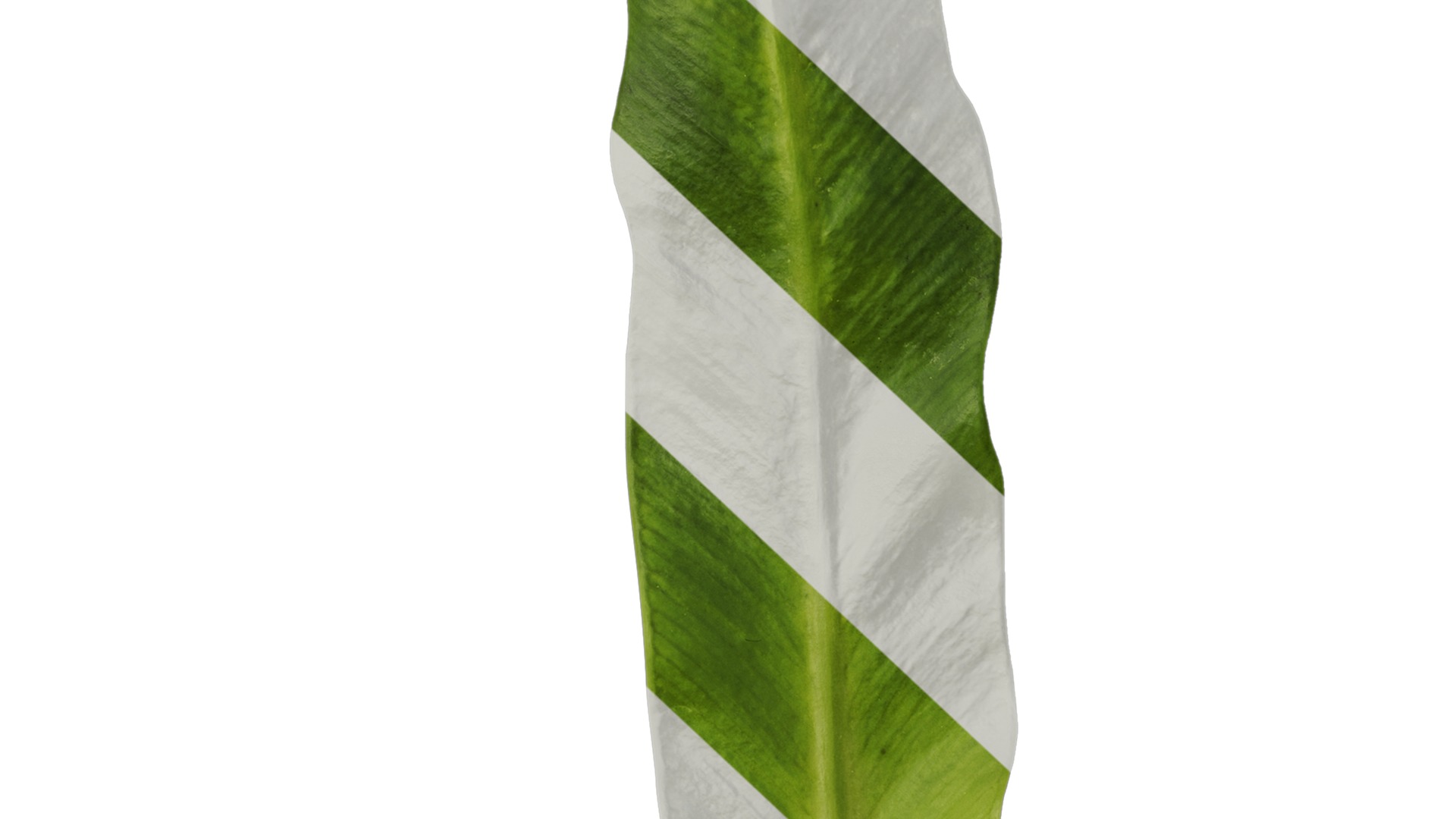 Anydrafts Asplenium nidus crissie Leaf 04 Texture_7