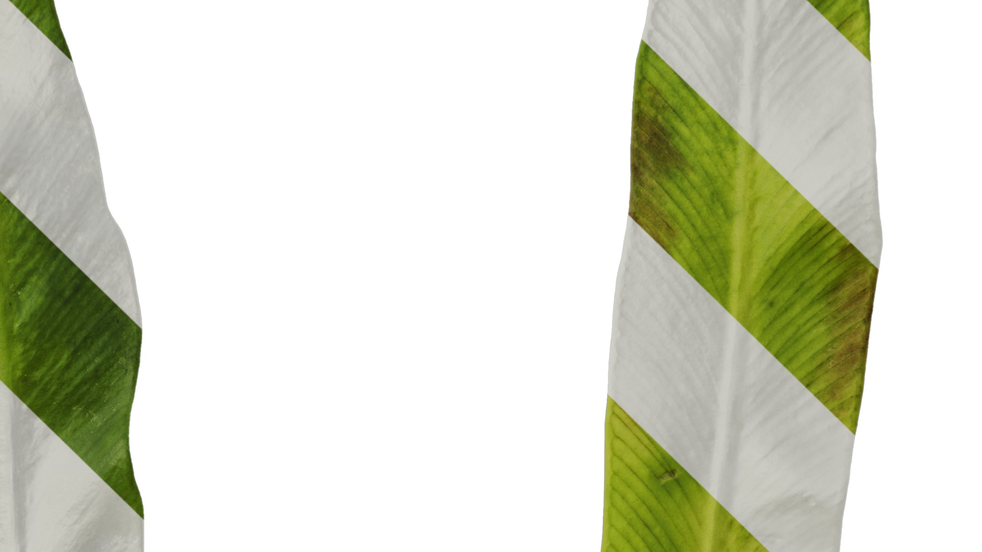 Anydrafts Asplenium nidus crissie Leaf 04 Texture_4