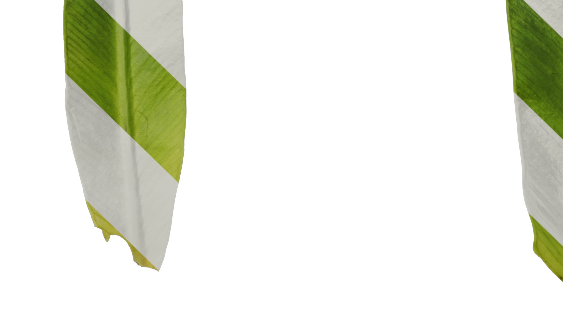 Anydrafts Asplenium nidus crissie Leaf 04 Texture_5