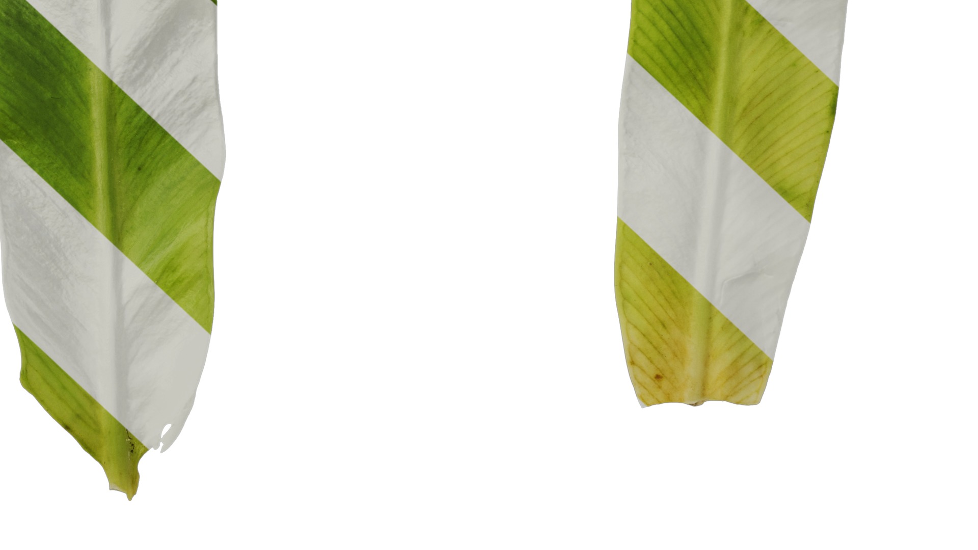 Anydrafts Asplenium nidus crissie Leaf 04 Texture_6