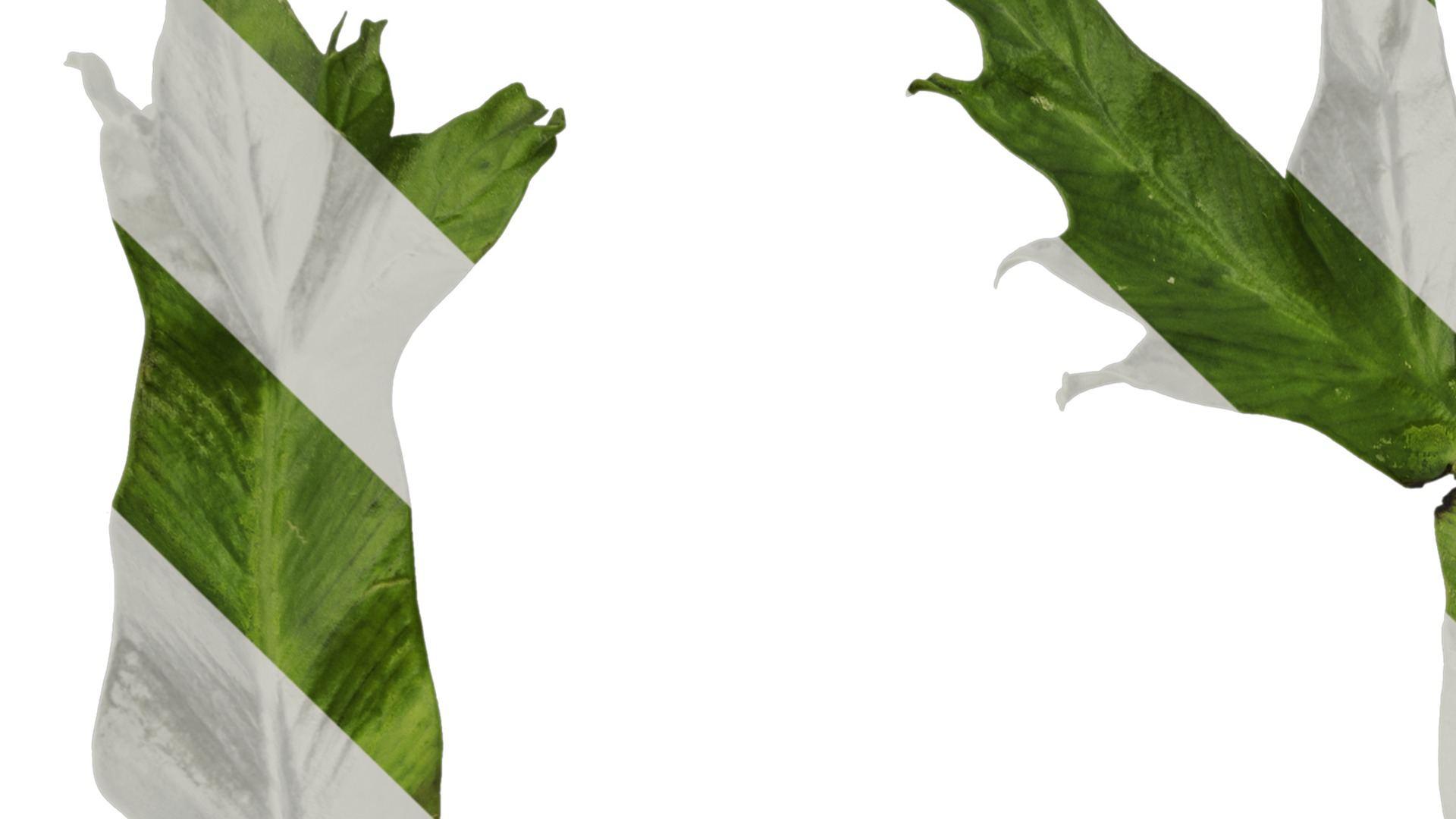 Anydrafts Asplenium nidus crissie Leaf 04 Texture_1