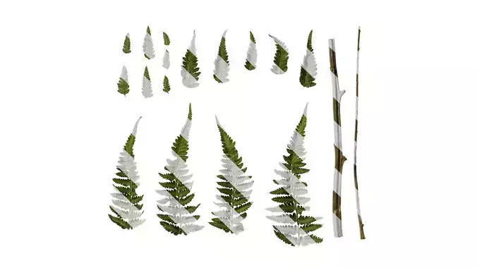Anydrafts Athyrium filix femina Atlas 02 Texture