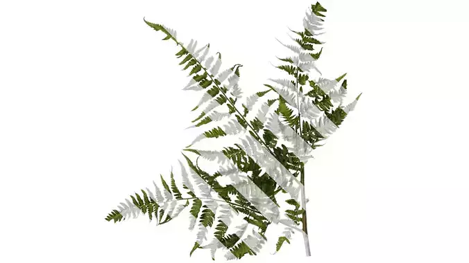 Anydrafts Athyrium filix femina Atlas 03 Texture