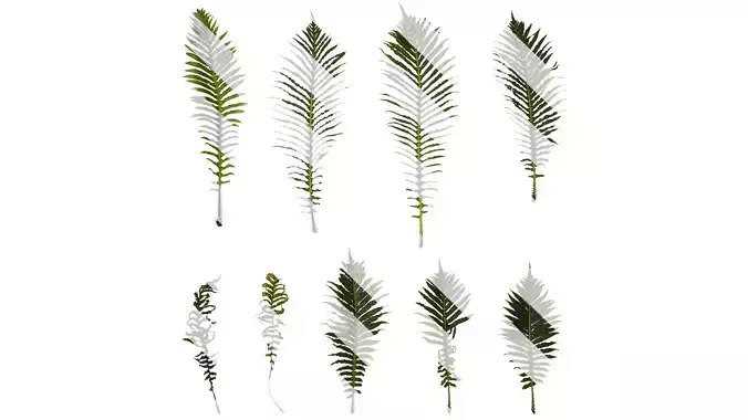 Anydrafts Blechnum orientale Atlas 01