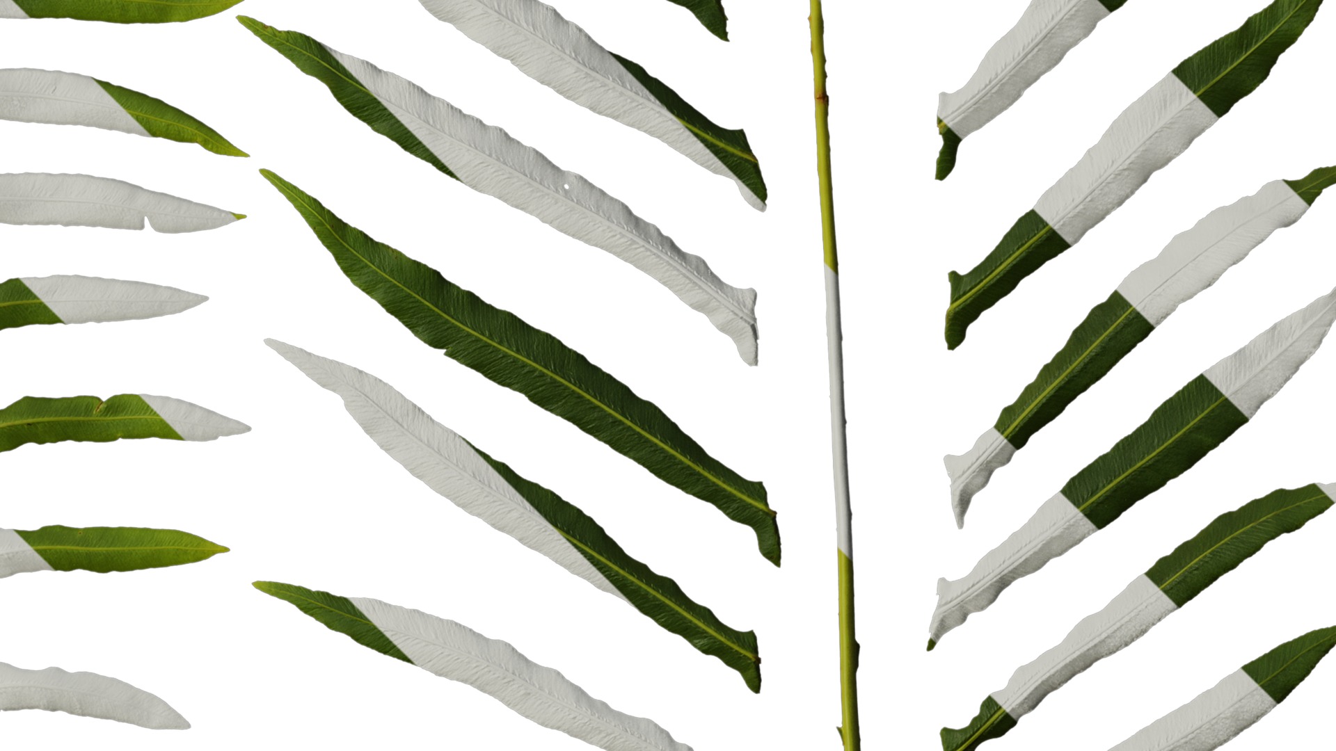 Anydrafts Blechnum orientale Leaf 01 Texture_4