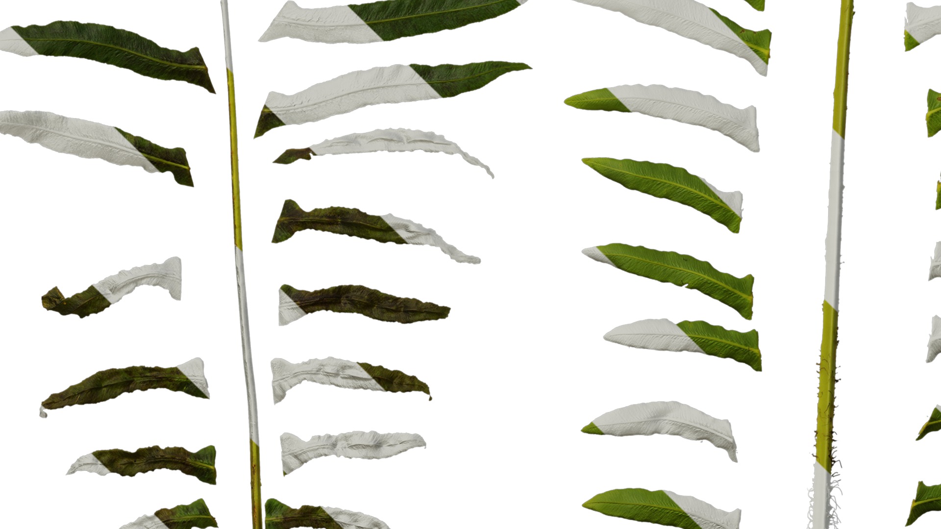 Anydrafts Blechnum orientale Leaf 01 Texture_5