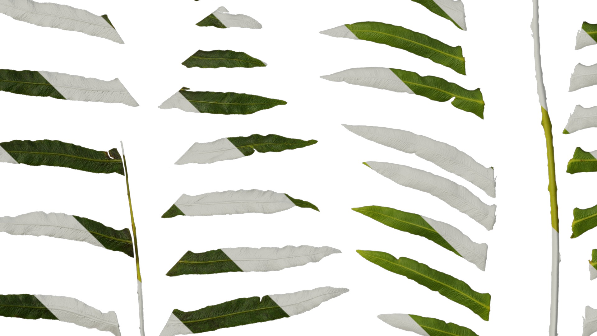 Anydrafts Blechnum orientale Leaf 01 Texture_3