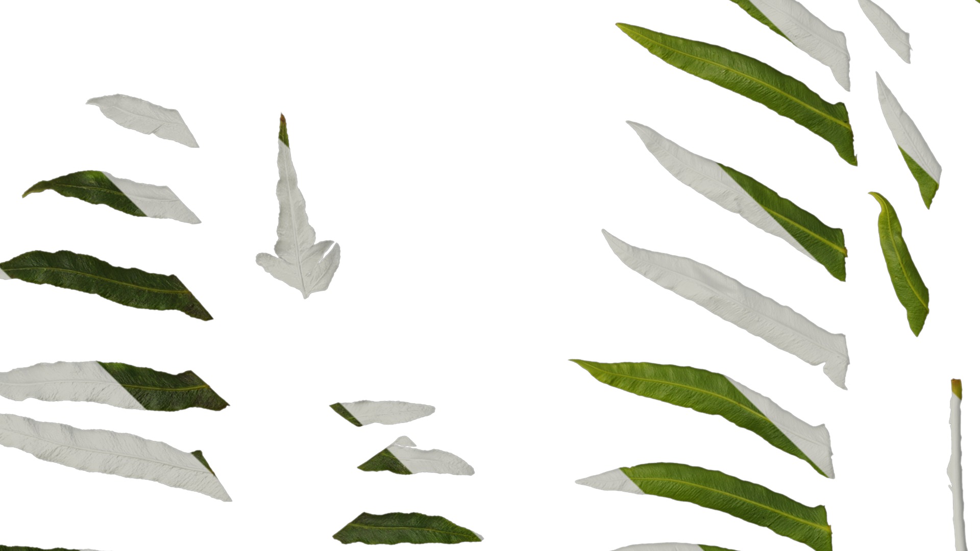 Anydrafts Blechnum orientale Leaf 01 Texture_1