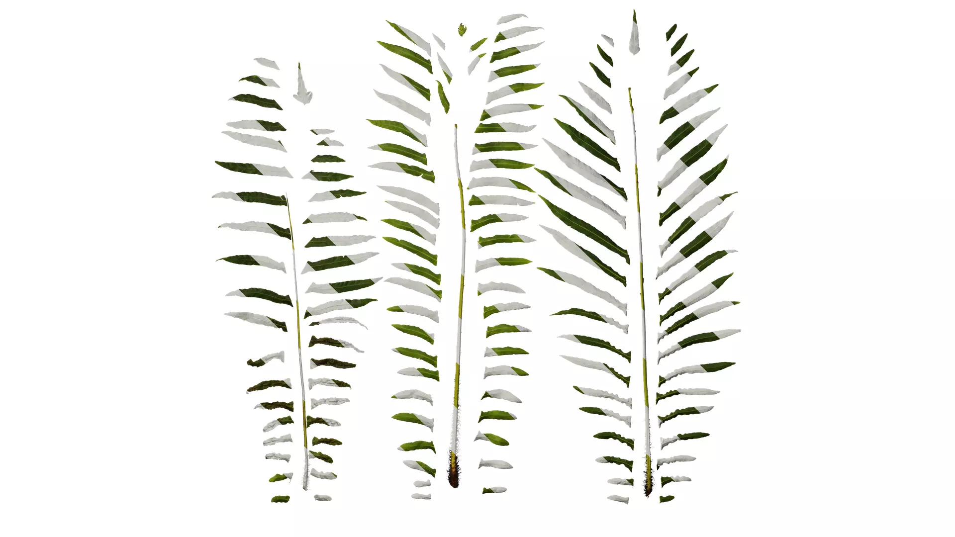 Anydrafts Blechnum orientale Leaf 01 Texture_0