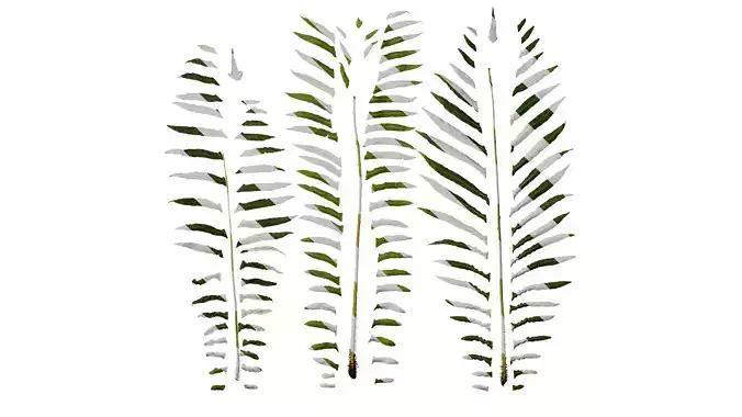 Anydrafts Blechnum orientale Leaf 01