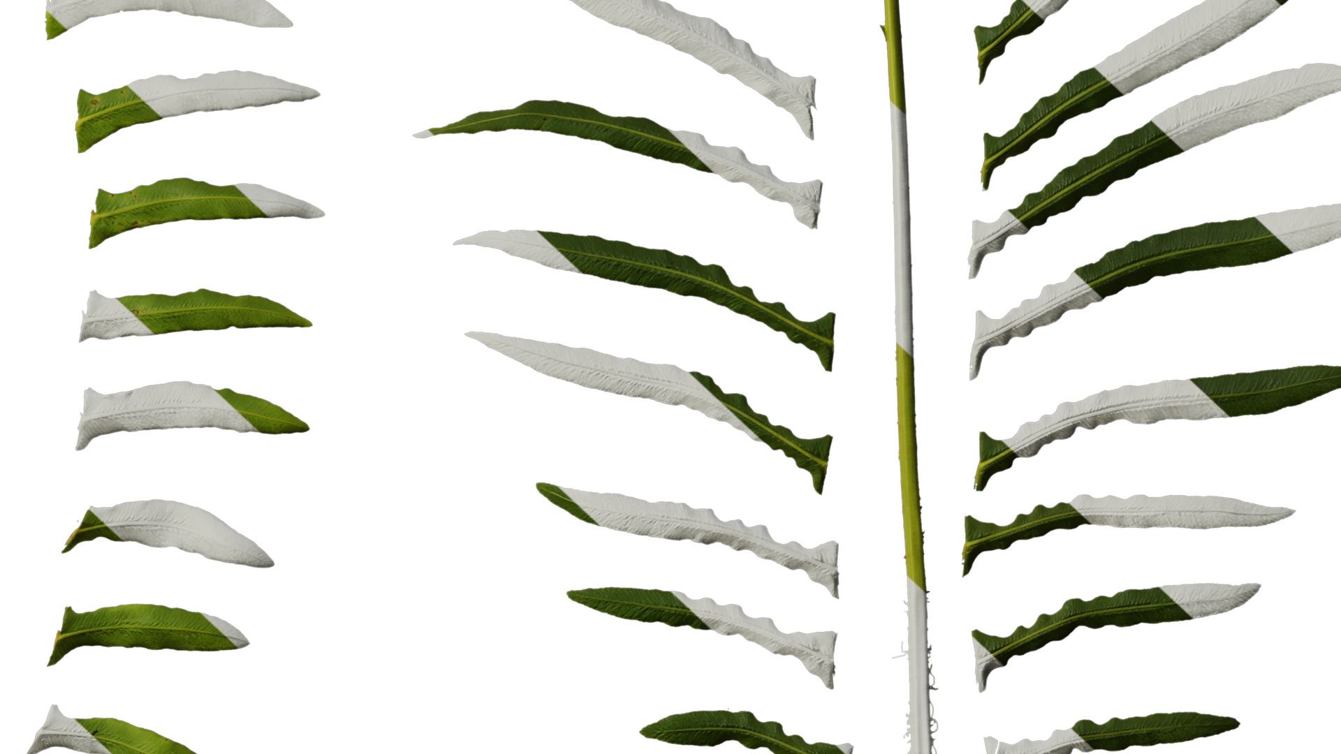 Anydrafts Blechnum orientale Leaf 01 Texture_6