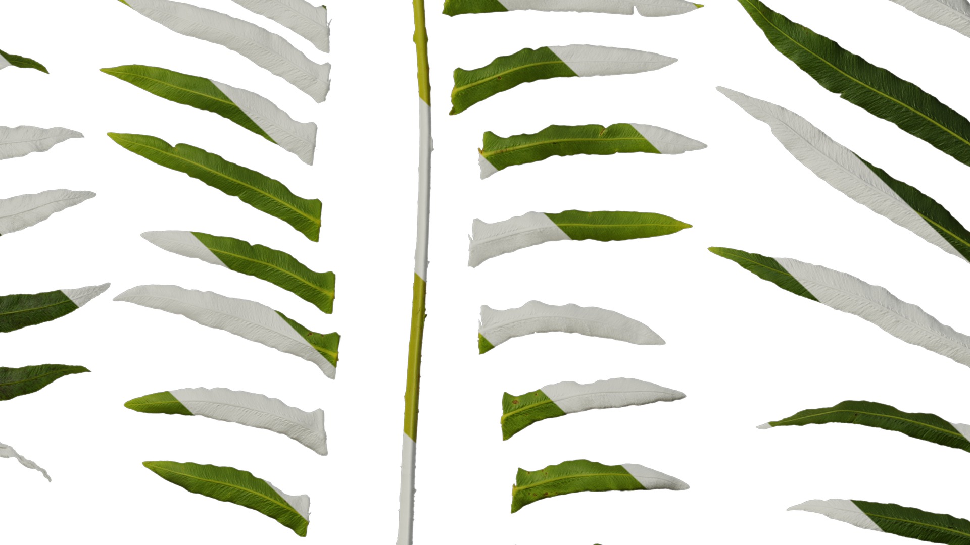 Anydrafts Blechnum orientale Leaf 01 Texture_7