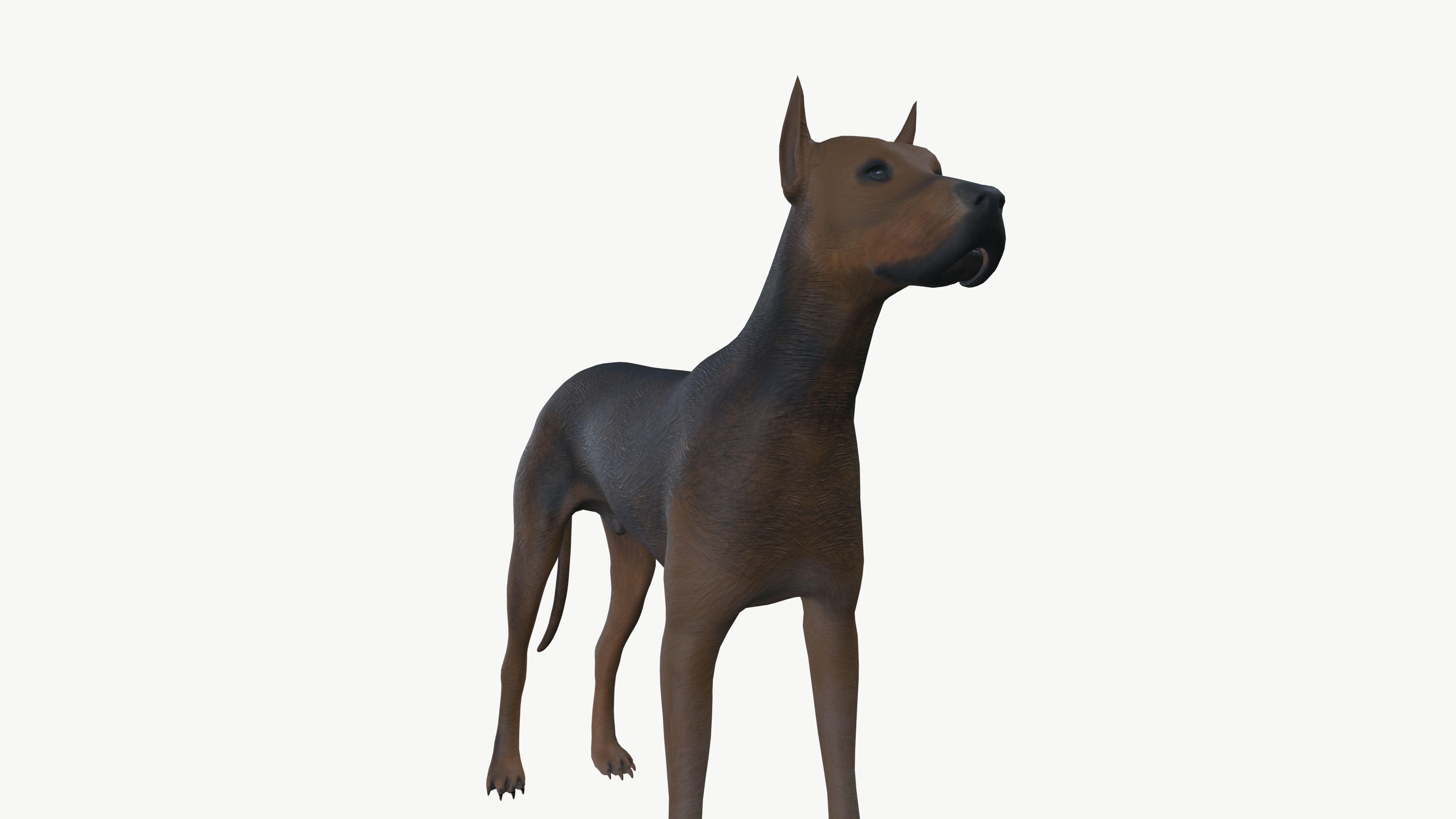 Brown Dog 3D model_9