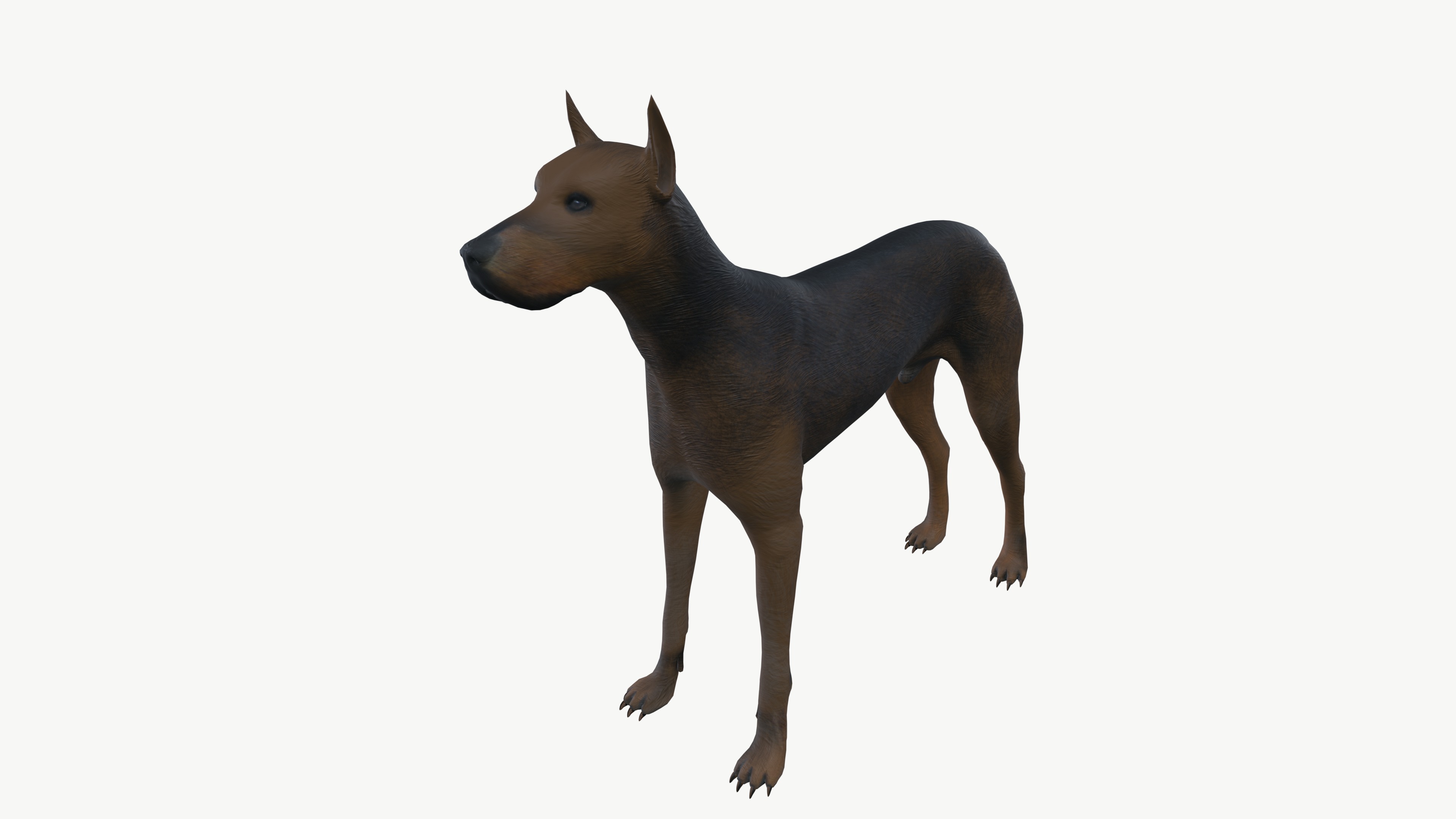 Brown Dog 3D model_3