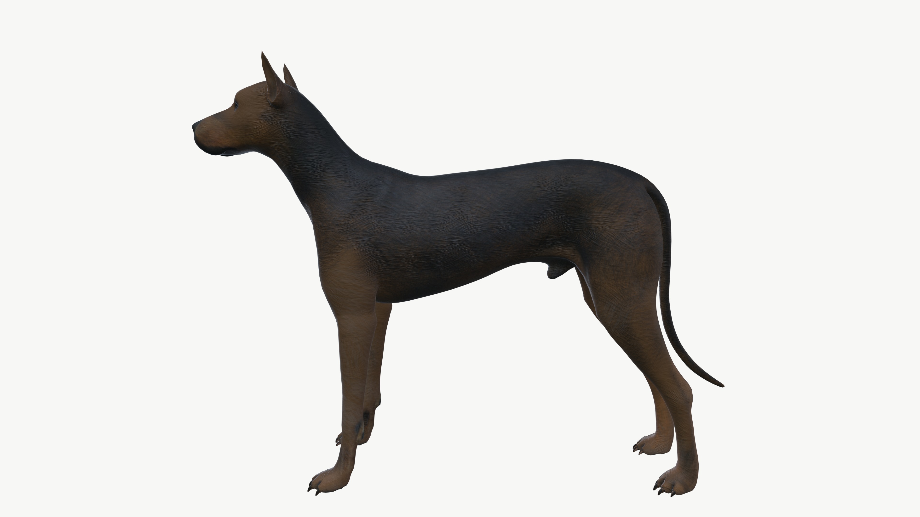 Brown Dog 3D model_4