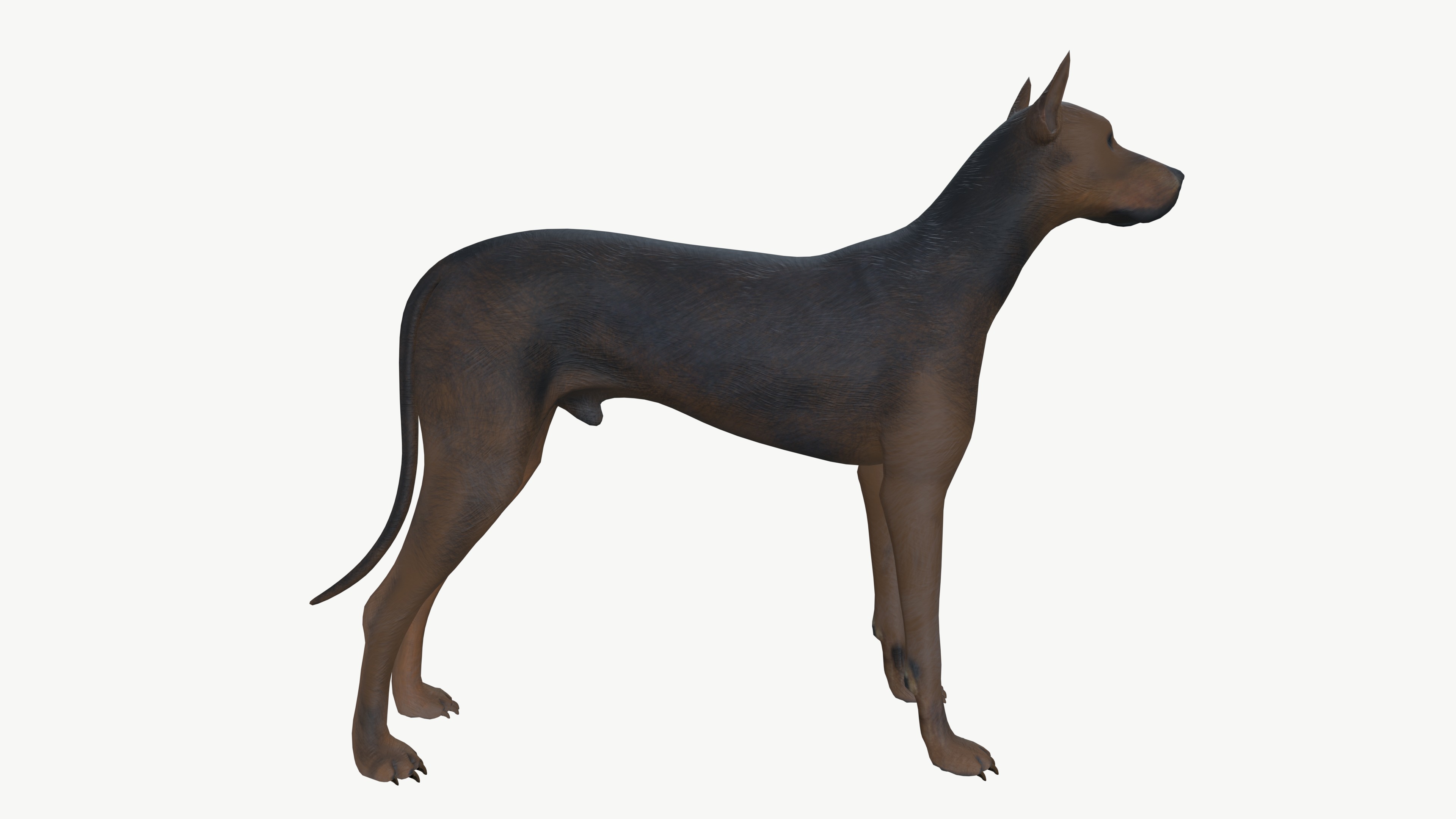 Brown Dog 3D model_6