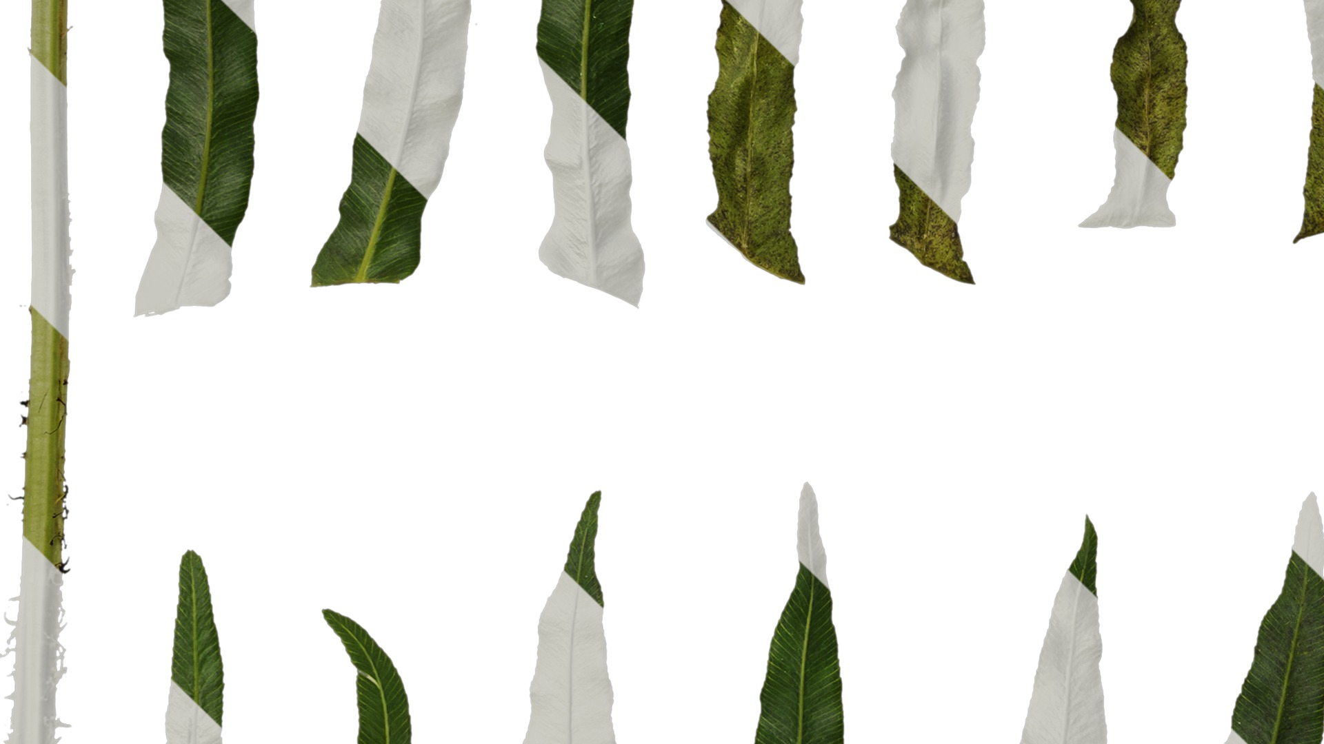 Anydrafts Blechnum orientale Leaf 03 Texture_5