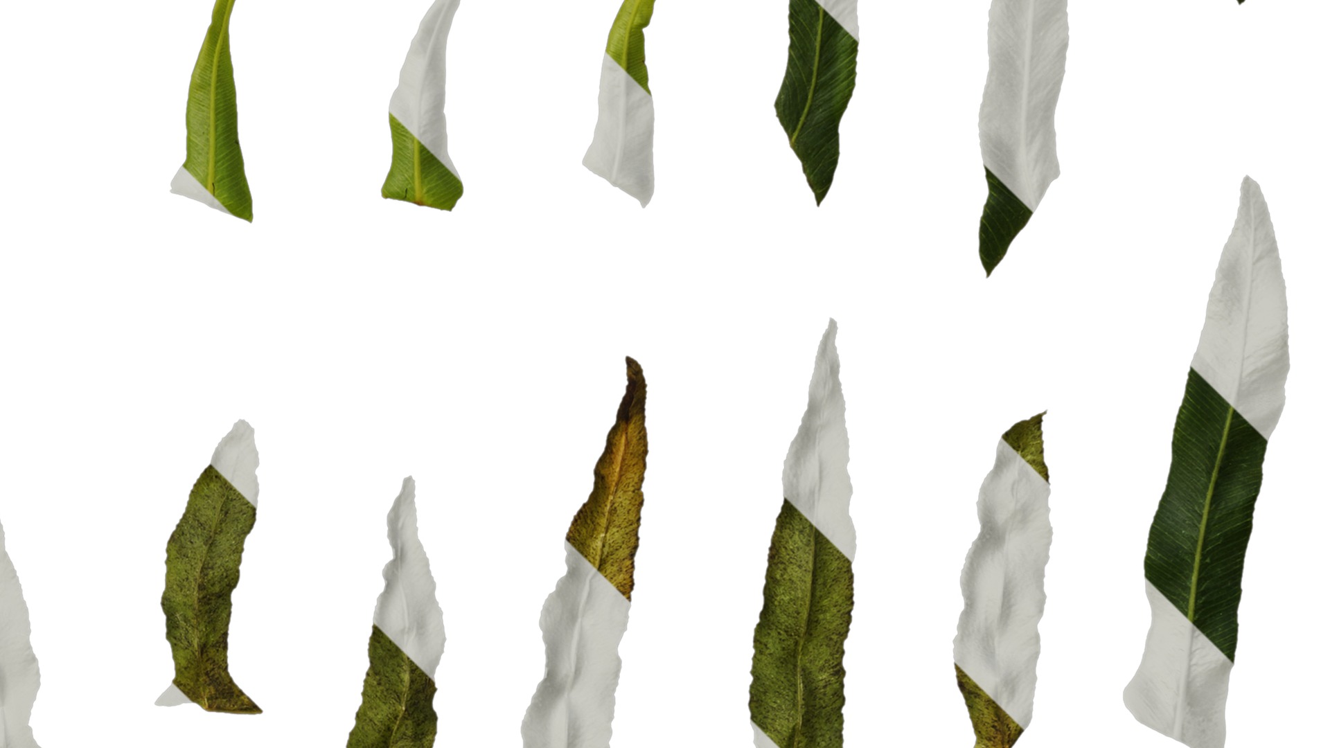 Anydrafts Blechnum orientale Leaf 03 Texture_4