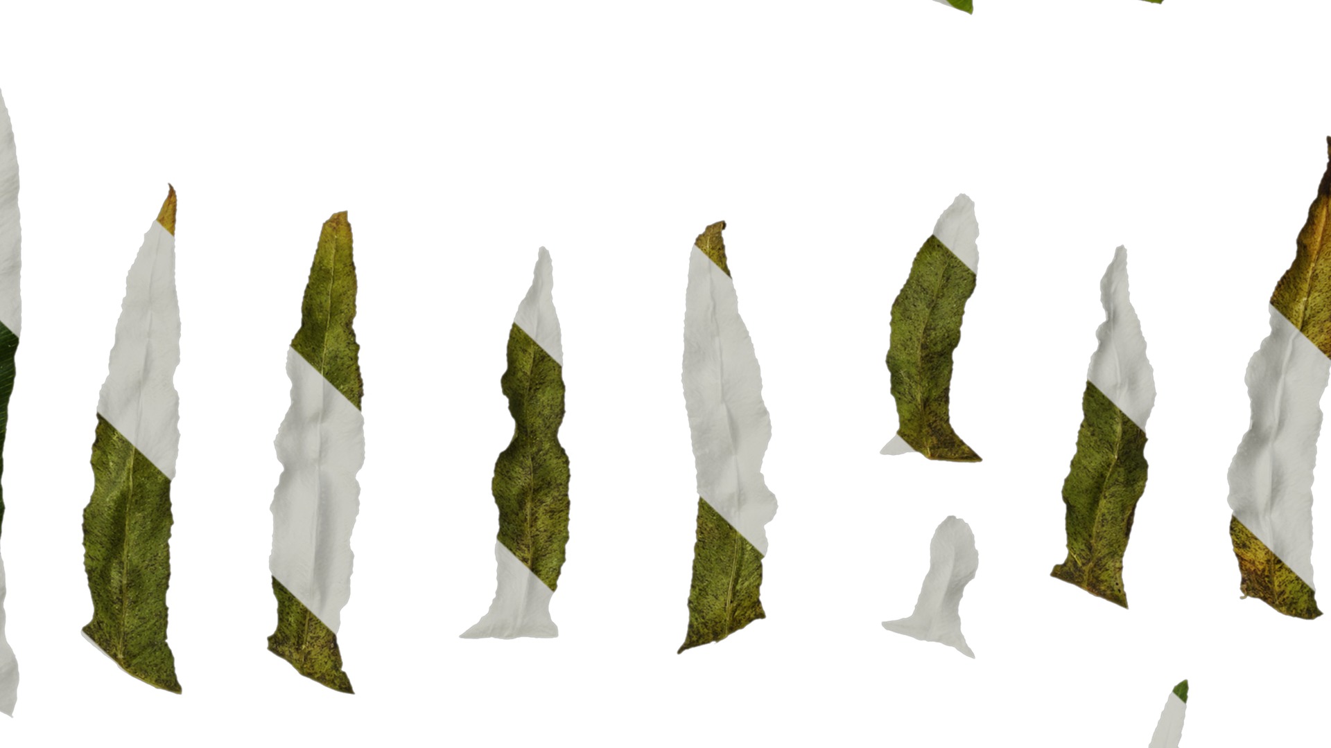 Anydrafts Blechnum orientale Leaf 03 Texture_7