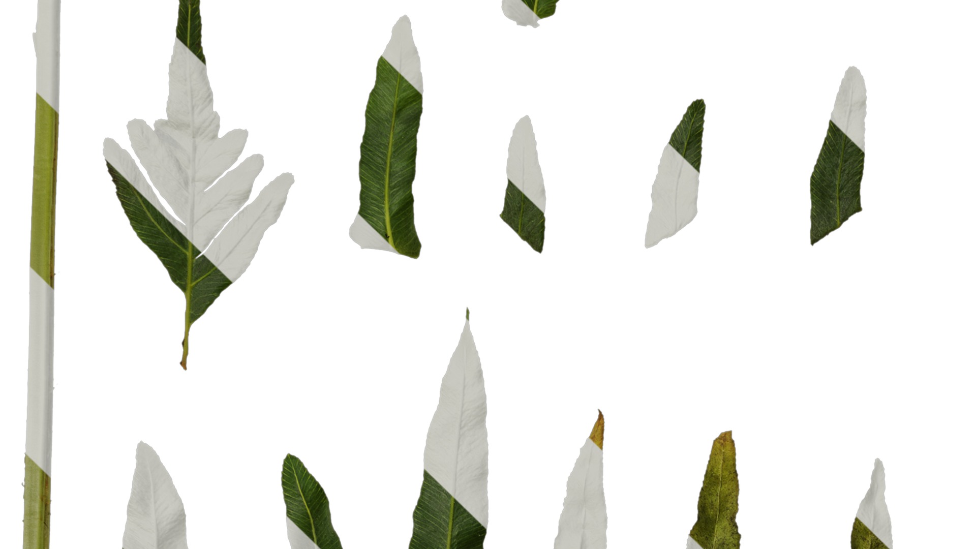 Anydrafts Blechnum orientale Leaf 03 Texture_3