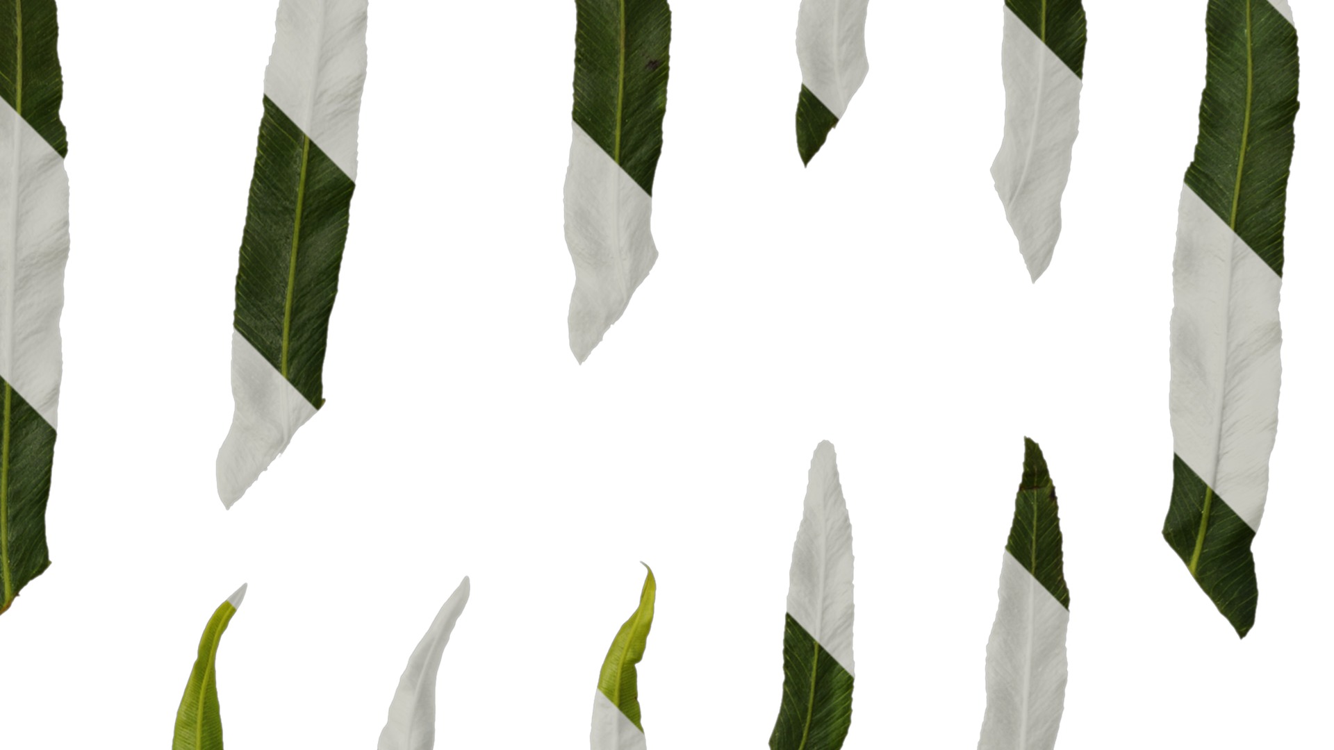 Anydrafts Blechnum orientale Leaf 03 Texture_2