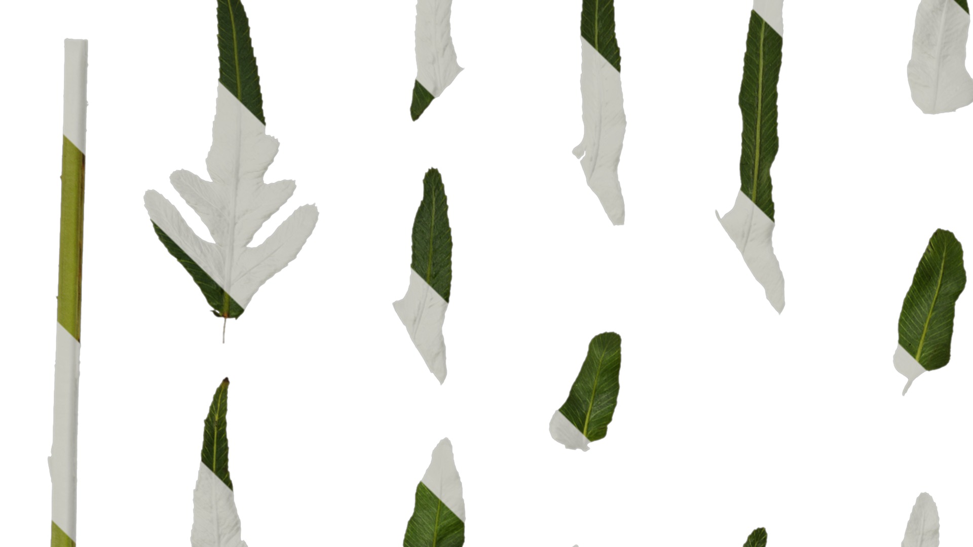 Anydrafts Blechnum orientale Leaf 03 Texture_1