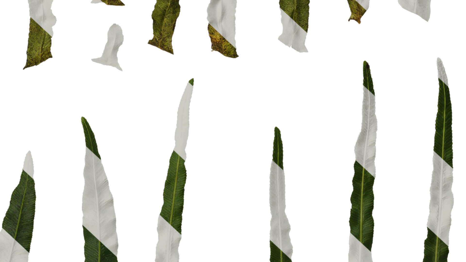 Anydrafts Blechnum orientale Leaf 03 Texture_6