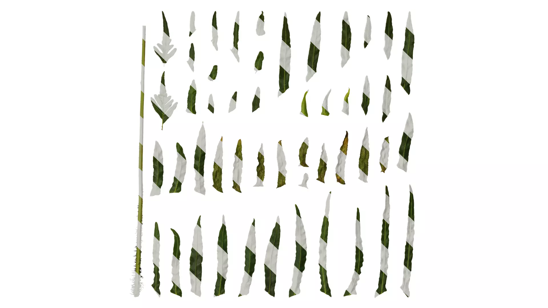 Anydrafts Blechnum orientale Leaf 03 Texture_0