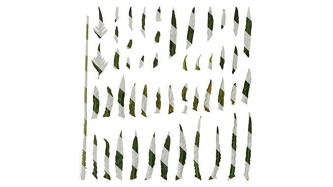 Anydrafts Blechnum orientale Leaf 03 Texture