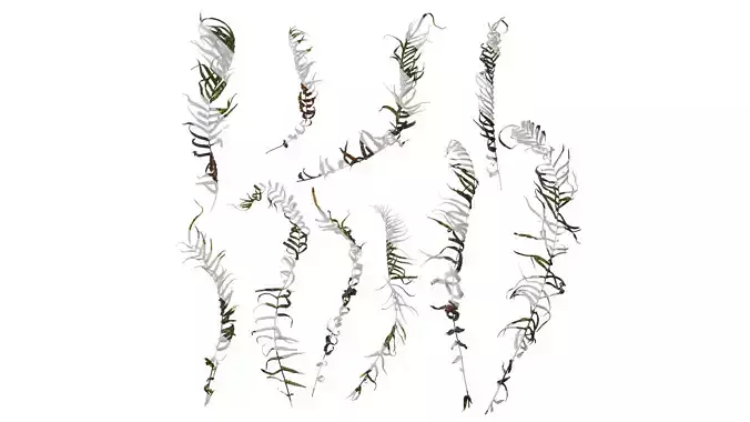 Anydrafts Brainea insignis Atlas 07 Texture