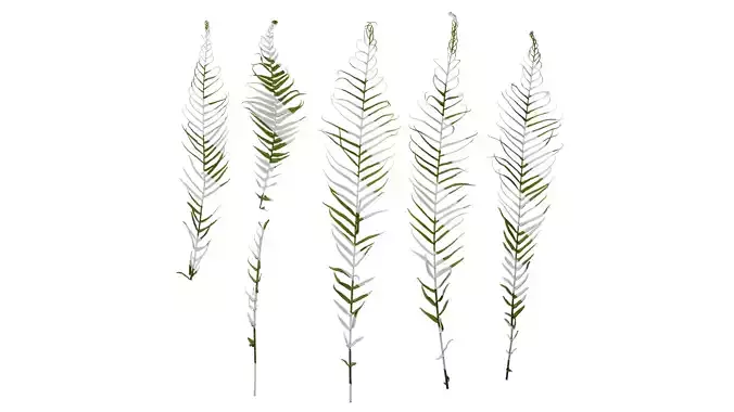 Anydrafts Brainea insignis Atlas 08 Texture