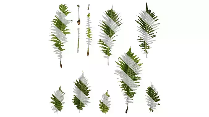 Anydrafts Brainea insignis Atlas 09 Texture