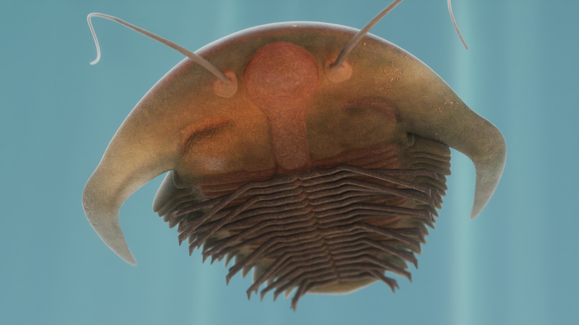 Trilobite Low-poly 3D model_11