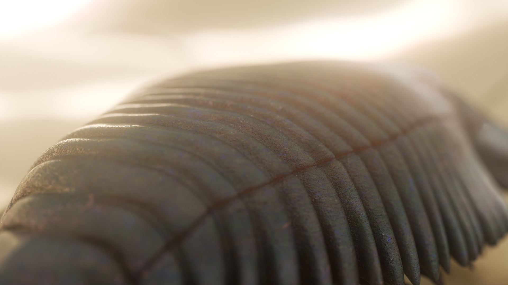 Trilobite Low-poly 3D model_4