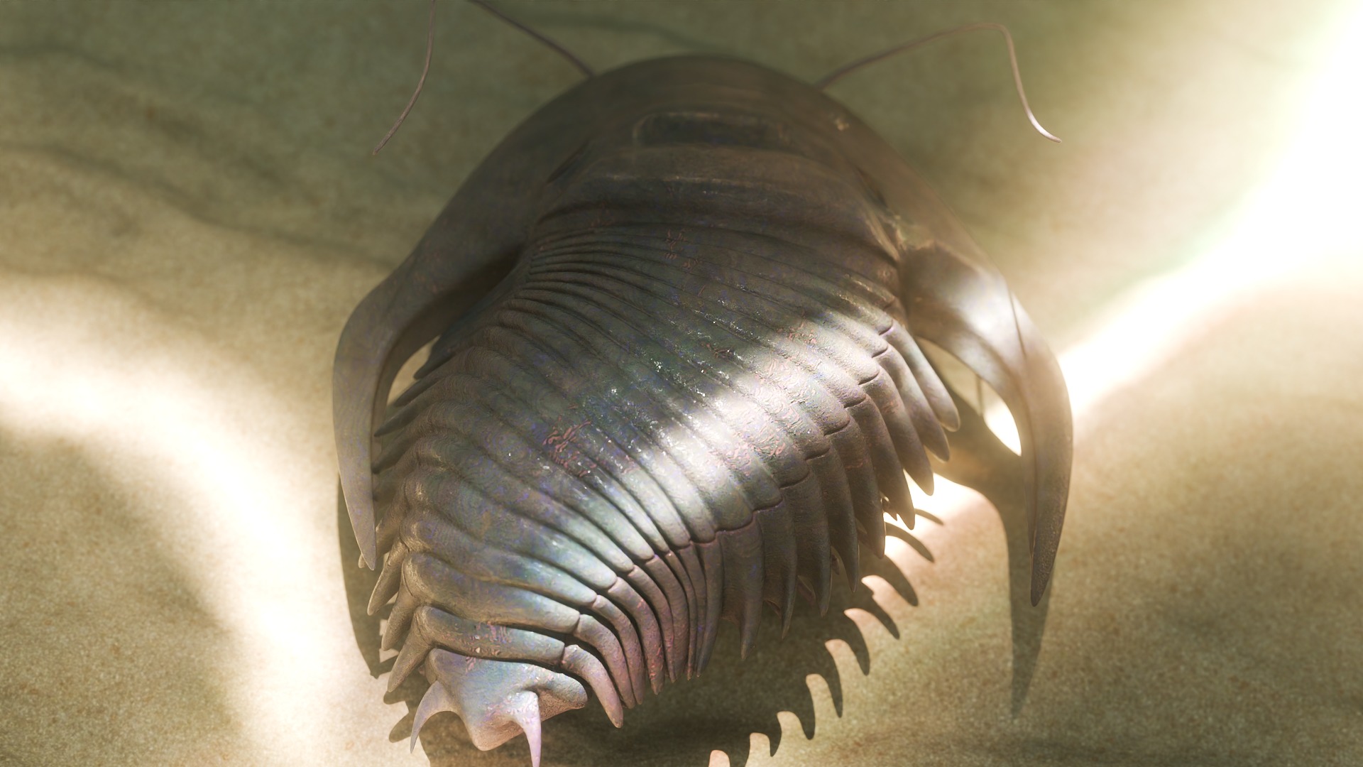 Trilobite Low-poly 3D model_3