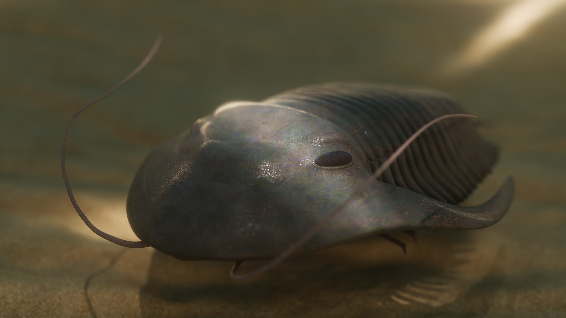 Trilobite Low-poly 3D model_6