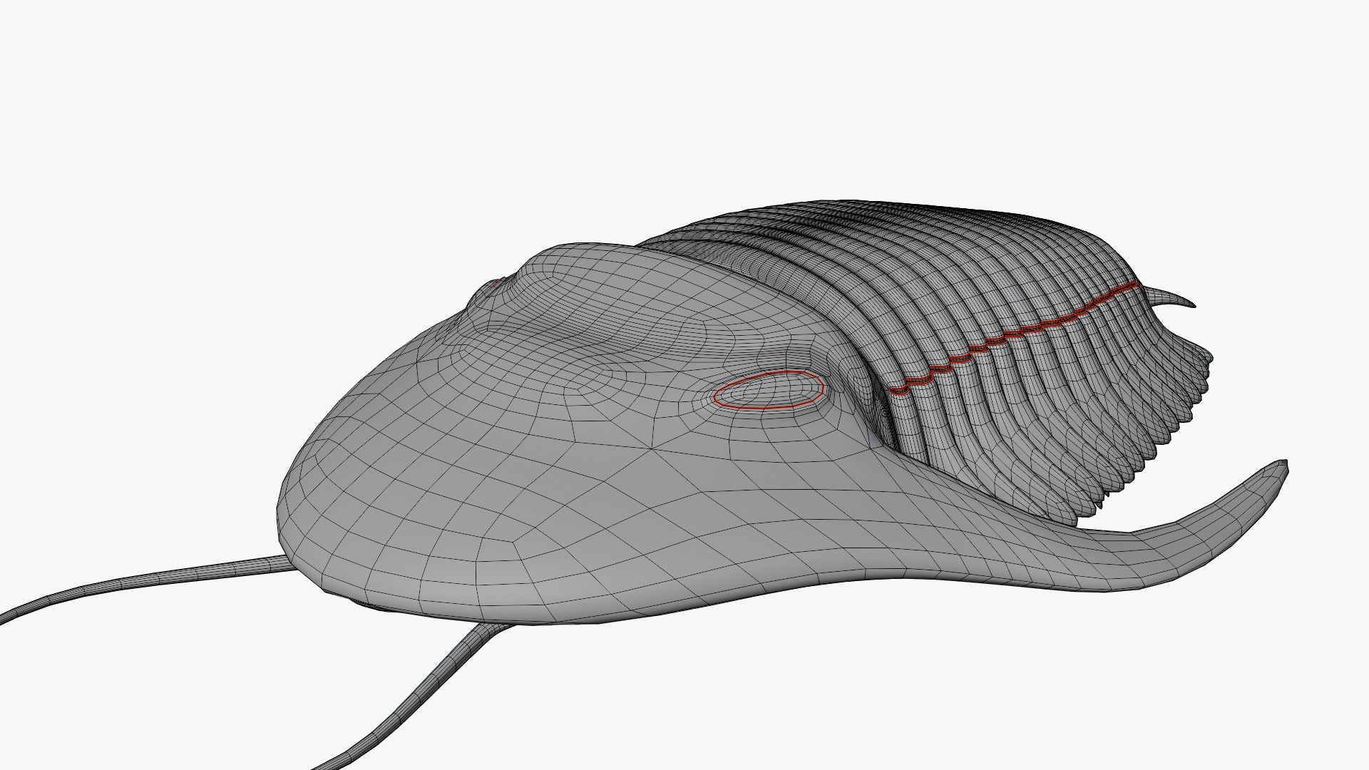 Trilobite Low-poly 3D model_14