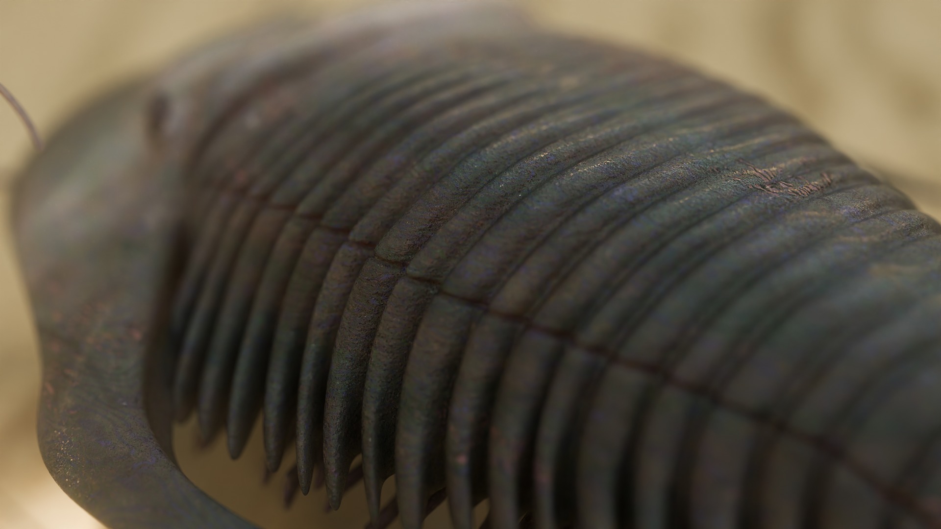 Trilobite Low-poly 3D model_8