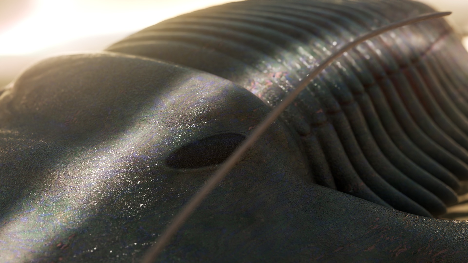 Trilobite Low-poly 3D model_9