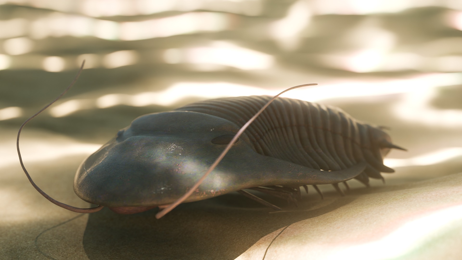 Trilobite Low-poly 3D model_2