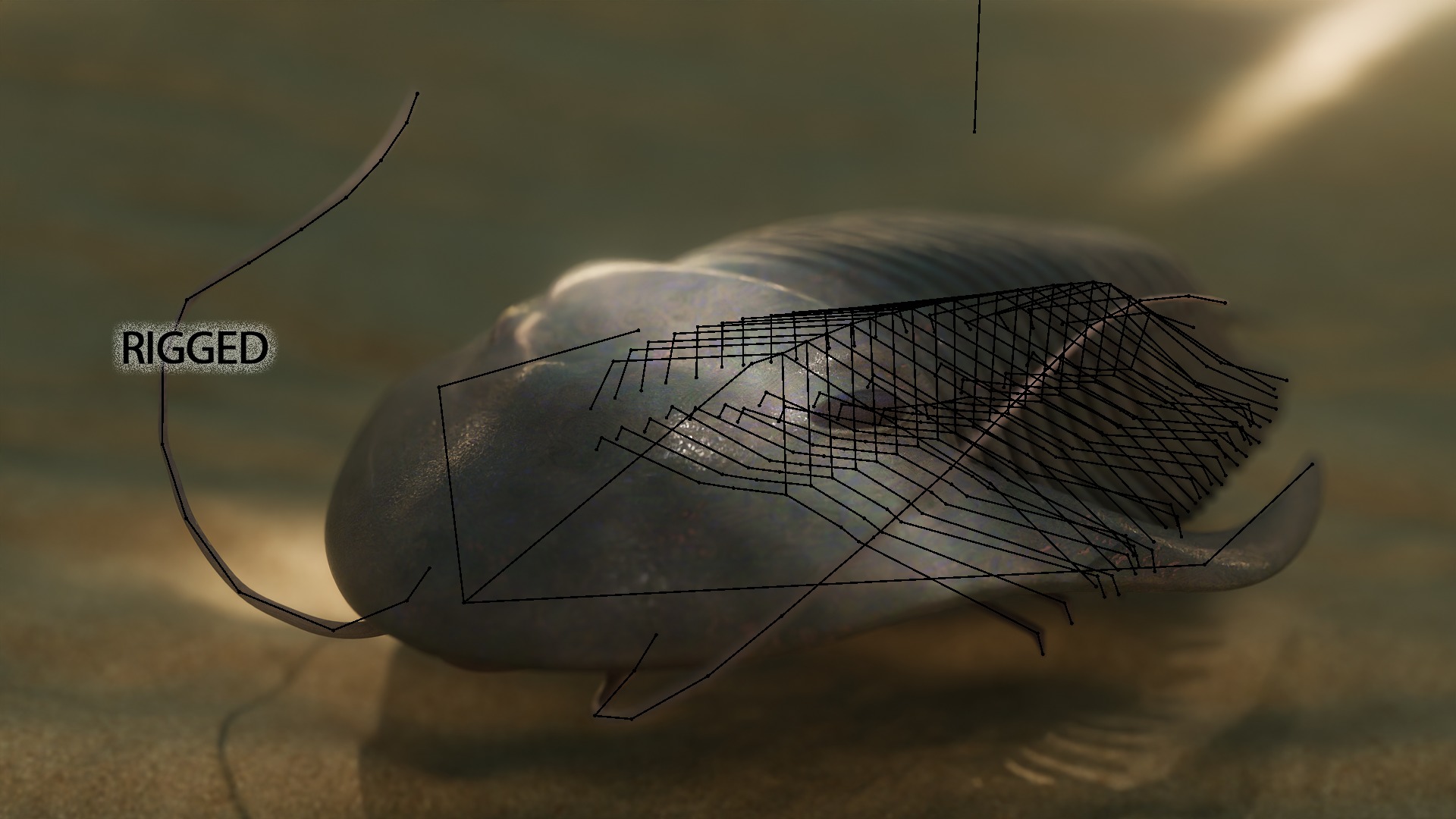 Trilobite Low-poly 3D model_12