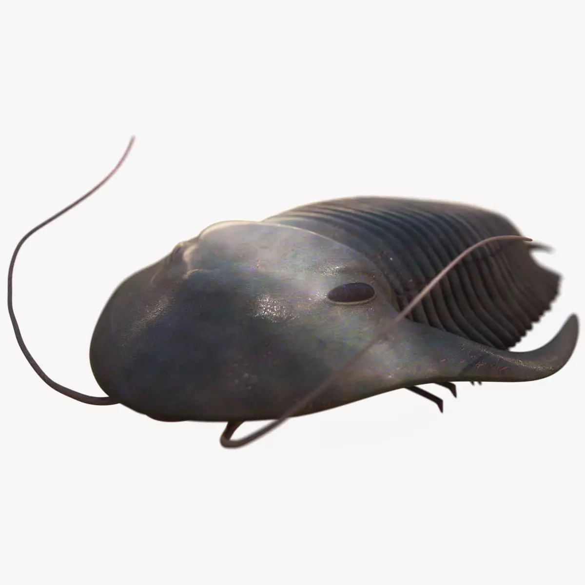 Trilobite Low-poly 3D model_0