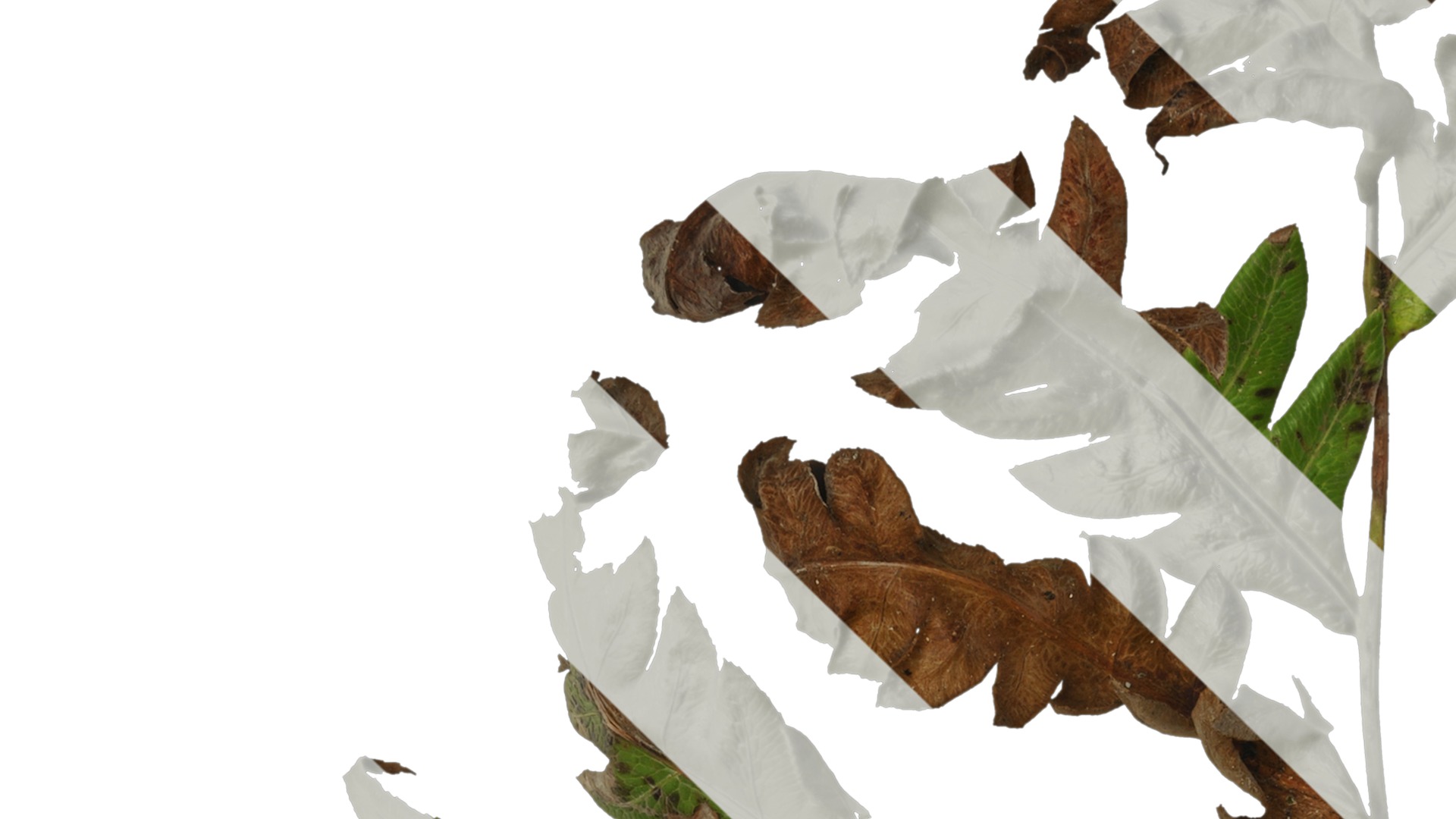 Anydrafts Cibotium barometz Leaf 01 Texture_1