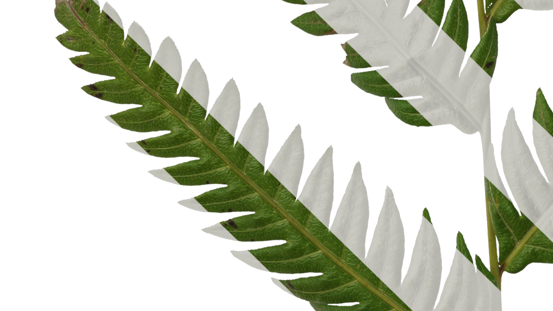 Anydrafts Cibotium barometz Leaf 01 Texture_5