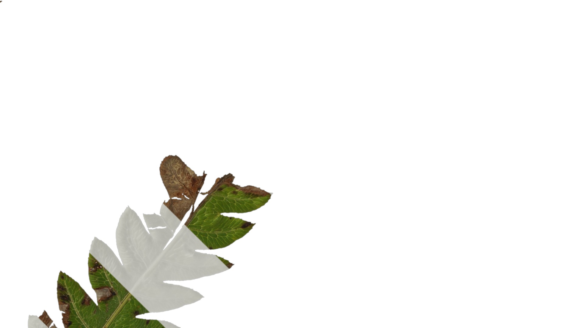 Anydrafts Cibotium barometz Leaf 01 Texture_2