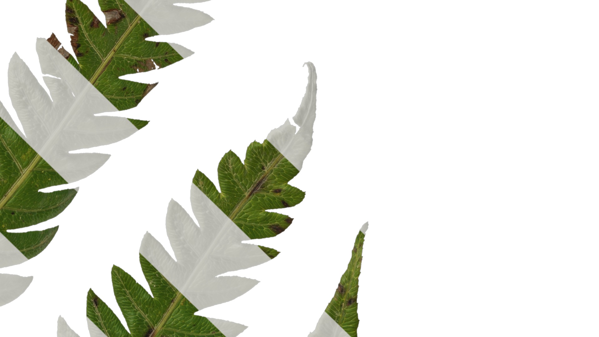 Anydrafts Cibotium barometz Leaf 01 Texture_4