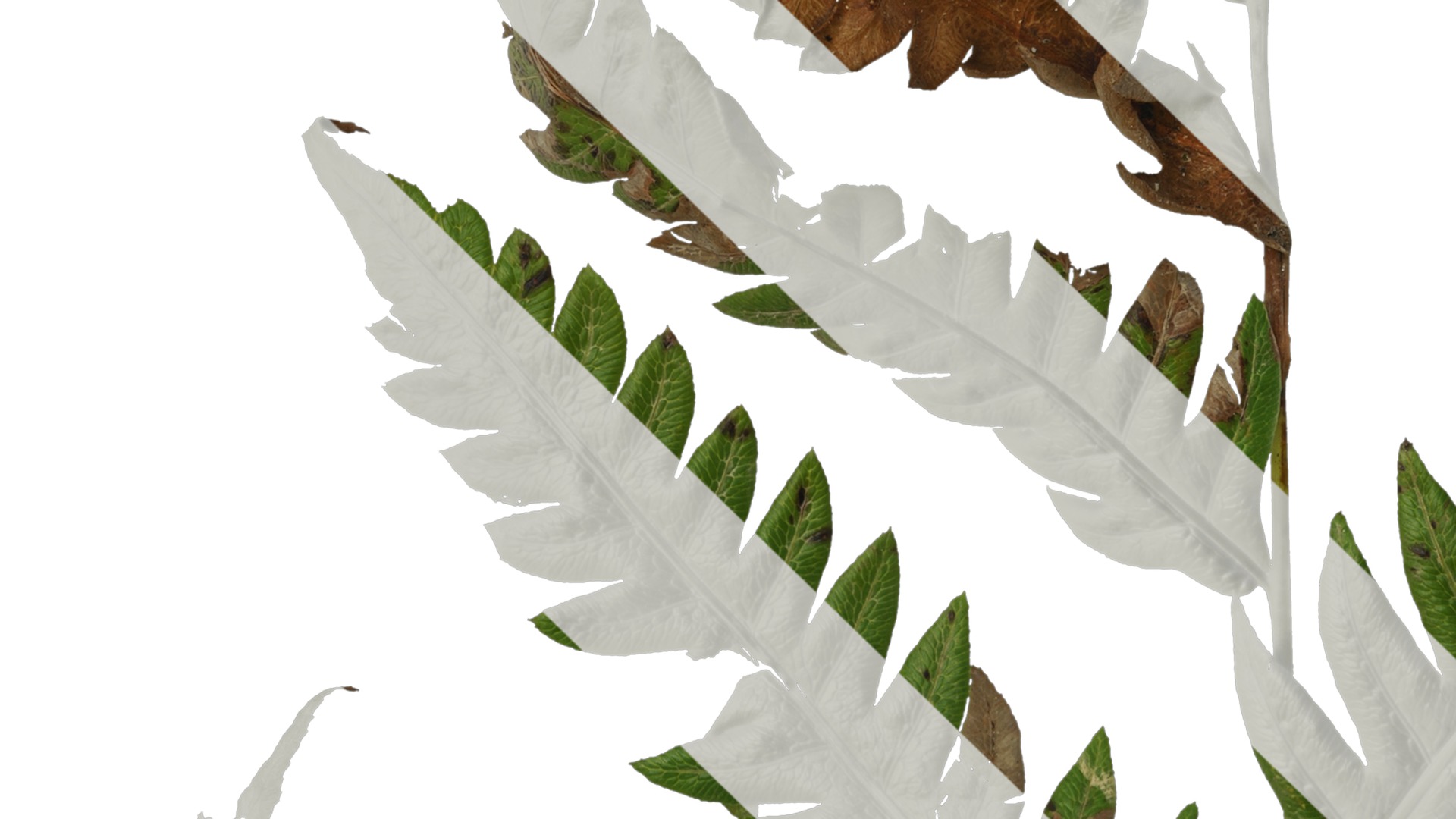 Anydrafts Cibotium barometz Leaf 01 Texture_3