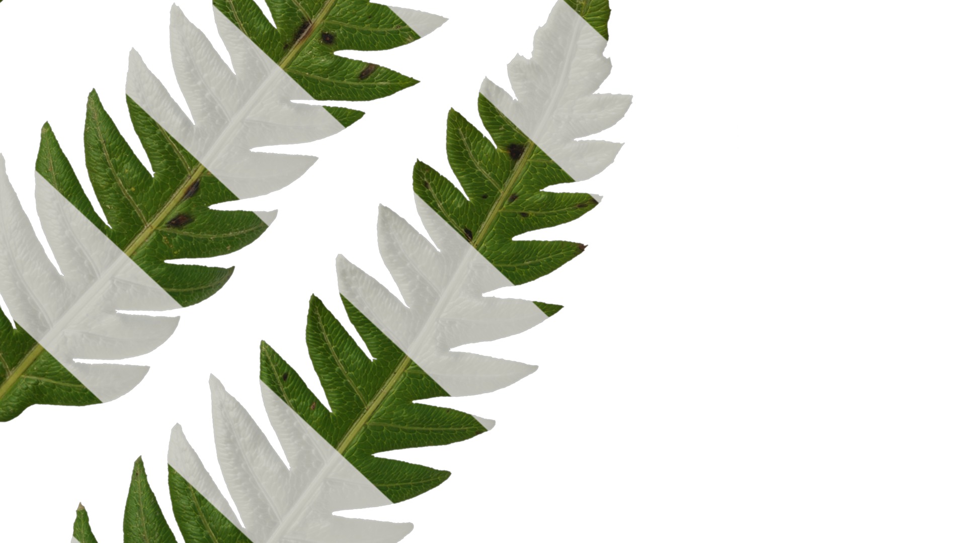 Anydrafts Cibotium barometz Leaf 01 Texture_6